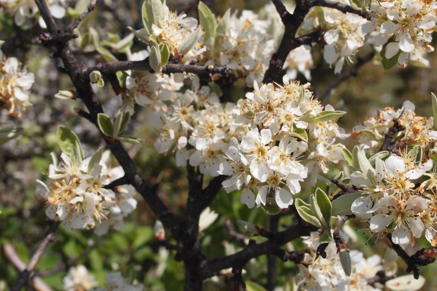 Pear, [Almond-leaved] flower